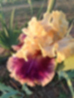 Thumbnail: Coat Of Many Colors