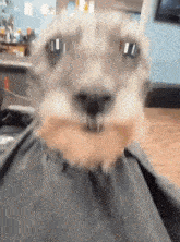looking-spiffy-dog-haircut.gif