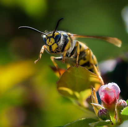 2021-05-29-Insekten-19-1_edited_edited.j