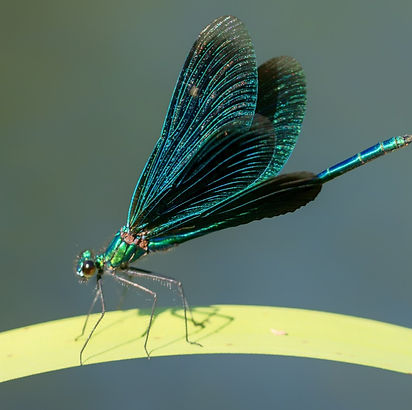 2020-06-22-Libellen-135-1_edited_edited.jpg