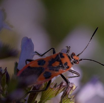 2020-09-06-Insekten-002-1.jpg