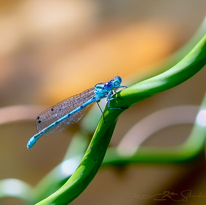 2021-06-26-Specht-&-Libellen-027-1_edited.jpg