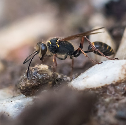 2021-07-23-Insekten-18-1_edited.jpg