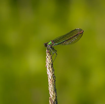 2020-06-22-Libellen-175-1_edited.jpg