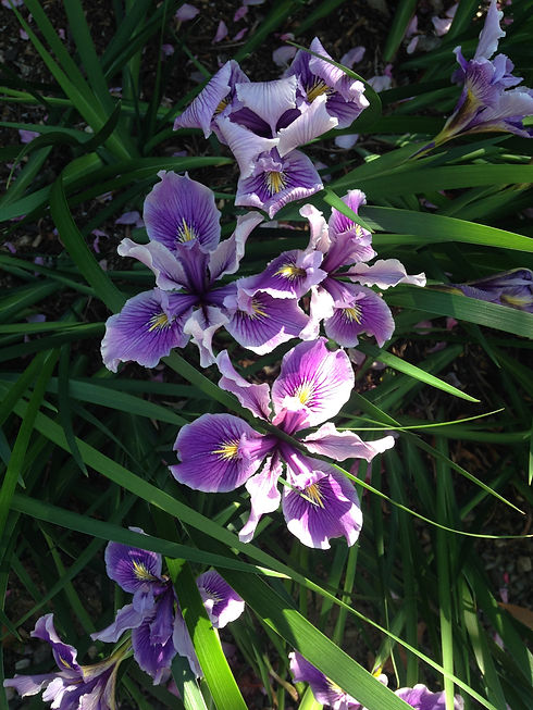 purple flowers.JPG