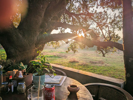 THE SUN SHOWED UP. THE TREE WAS THERE.