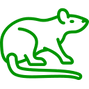 rat (2).png