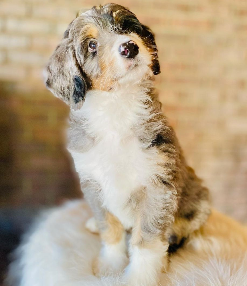 The Amazing Benefits of Bernedoodles