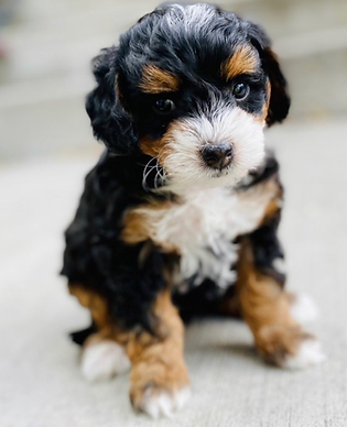 Bernedoodle, Micro Bernedoodle, Tri-colored, puppy