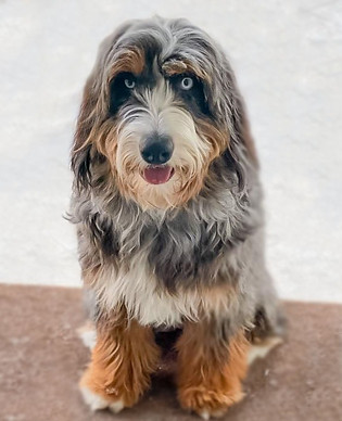 Bernedoodle, Standard Bernedoodle, Merle, Tri-colored, puppy