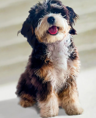 Bernedoodle, Mini Bernedoodle, Tri-colored, puppy