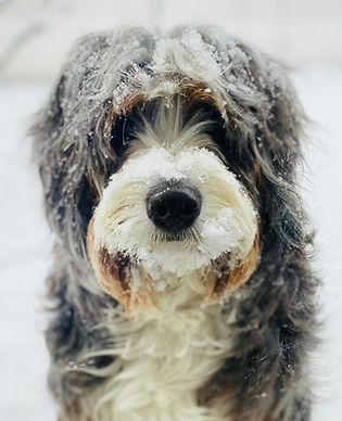 Bernedoodle, Medium Bernedoodle, Merle, Tri-colored, puppy
