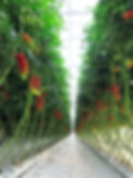 Tomatenpflanzen mit Tomaten in verschiedenen Reifestadien im Gewächshaus der IseBauern