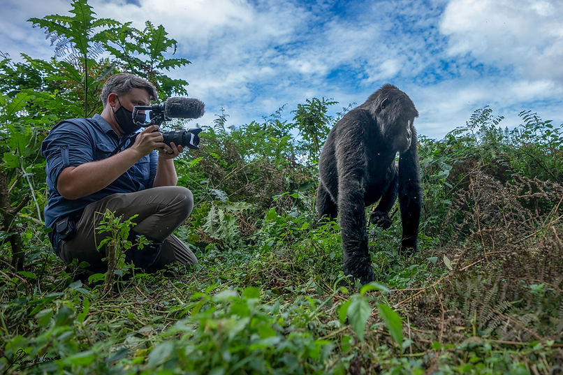 The-Silverback.jpg