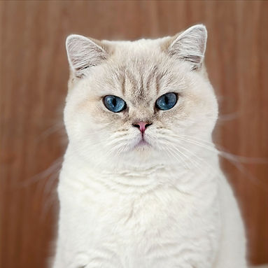 British Shorthair lilac golden shaded point aux yeux bleus, tête ronde et expression douce