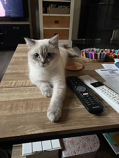 Chat British Shorthair blue point, adopté chez Sweet Cat’s, posé calmement près d’objets du quotidien.