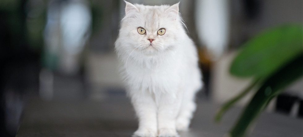 british-longhair-silver-debout-yeux-verts.jpg