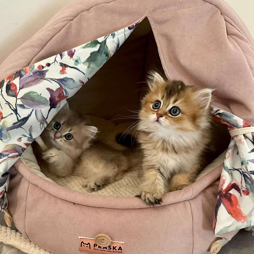 chatons british longhair golden dans un panier igloo rose