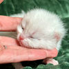 Bryn, chaton British Shorthair mâle blue golden shaded point, portrait de face dans une main — élevage Sweet Cat's