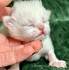 Brielle, chaton British Shorthair femelle blue golden shell point, debout dans une main — élevage Sweet Cat's