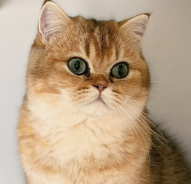 british-shorthair-black-golden_edited.jp