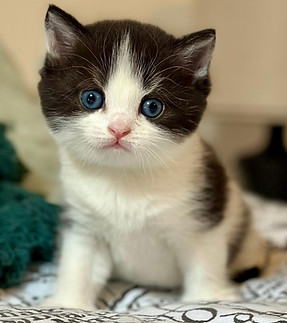 Black-Jack-chaton-british-shorthair-noir-et-blanc6.jpeg