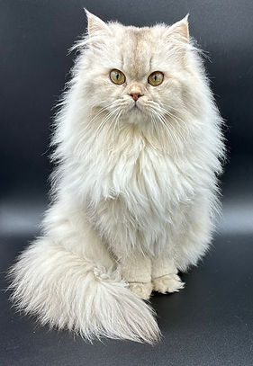 Mimi, chatte British Longhair chocolat silver shaded aux yeux dorés, mascotte de la chatterie Sweet Cat’s, assise fièrement et regardant l’objectif avec douceur.