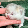 Borée, chaton British Shorthair mâle blue golden shaded et blanc, endormi dans une main — élevage Sweet Cat's