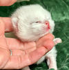 Bryn, chaton British Shorthair mâle blue golden shaded point, debout dans une main de profil — élevage Sweet Cat's