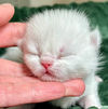 Bran, chaton British Shorthair mâle blue golden shaded point et blanc, portrait de face dans une main — élevage Sweet Cat's