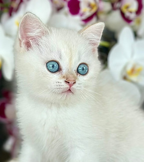 Bryn-chaton-british-shorthair-colorpoint.JPEG