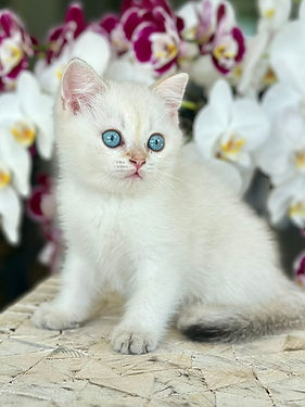 Bryn-chaton-british-shorthair-colorpoint.JPEG