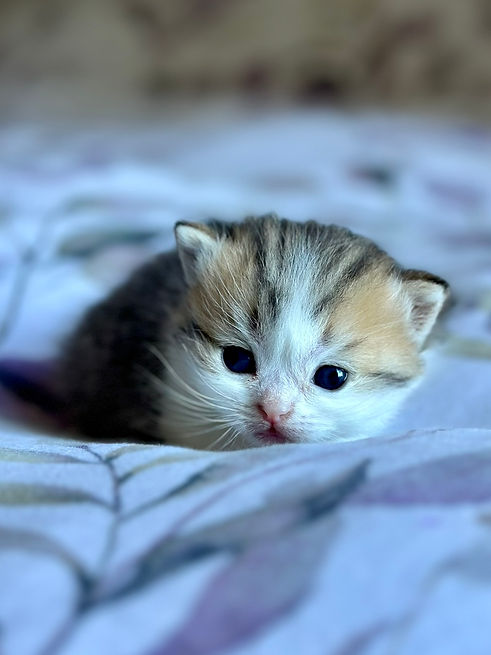 Chaton British Shorthair élevé chez Sweet Cat’s – parcours d’adoption