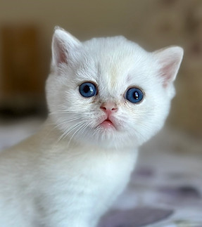 Bryn-chaton-british-shorthair-colorpoint.JPEG
