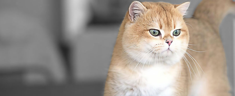 British Shorthair black golden shell adulte aux yeux verts, pelage doré ombré et tête ronde caractéristique