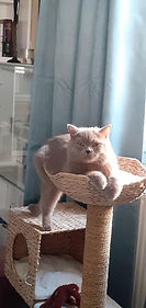 Chat British Shorthair lilac adopté chez Sweet Cat’s, photographié lors d’un moment de repos à la maison.