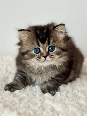 Beloved-chaton-british-longhair-black-golden9.jpeg