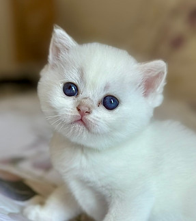 Brielle-chaton-british-shorthair-colorpoint.JPEG