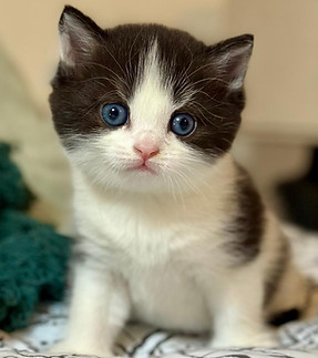 Black-Jack-chaton-british-shorthair-noir-et-blanc5.jpeg