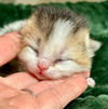 Bria, chaton British Shorthair black golden ticked et blanc, endormie dans une main — élevage Sweet Cat's