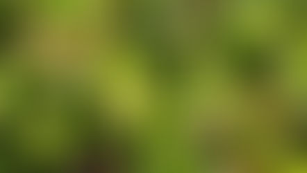 Le mesclun à composer sans modération