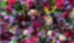 JEWEL.webp