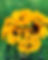 Super Sunflowers (3).JPG