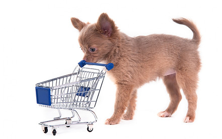 Chihuahua commercial
