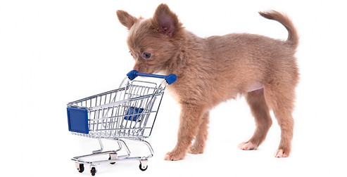 Chihuahua Shopping