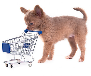 Tips for choosing a puppy