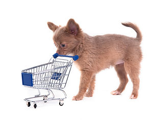 Chihuahua commercial