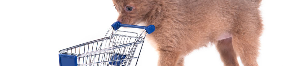 Chihuahua Shopping