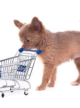 Chihuahua Shopping