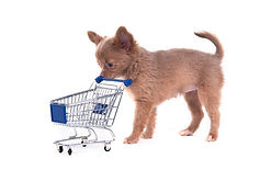 Chihuahua Shopping